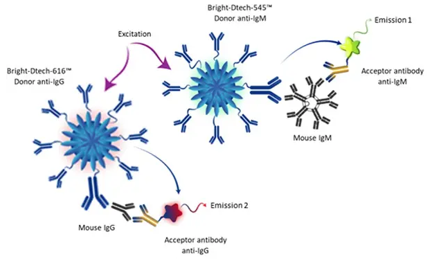 Multiplex TR-FRET technology using Bright-Dtech nanoparticles