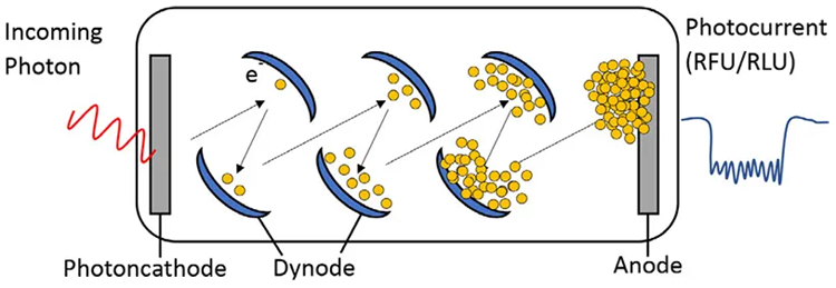 Diagram of a photomultiplier tube (PMT). PMTs convert photons into electrons and amplify the signal