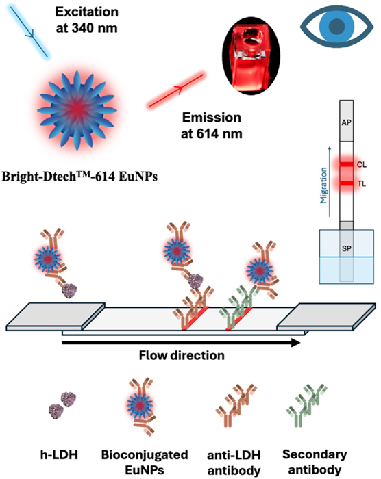 Depiction of the LFIA assay for detecting h-LDH using a non-competitive assay format with the Bright-Dtech™-614 Eu nanoparticles (EuNPs) as signal reporters. When excited at 340 nm, these EuNPs emit red fluorescence at 614 nm, which is detected in time-resolved mode.
