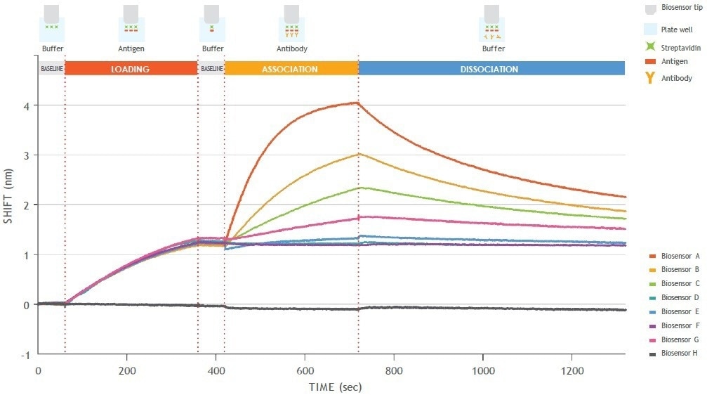 Gator® Prime: Biolayer Interferometry