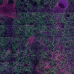 Visikol® HISTO™