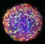 Visikol® HISTO-M™
