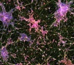 ioGABAergic Neurons™