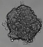 CELLCYTE X™