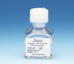 Type III Collagen - Solution