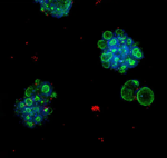 3D Ready™ Organoid Expansion Service for Assay-Ready Organoids