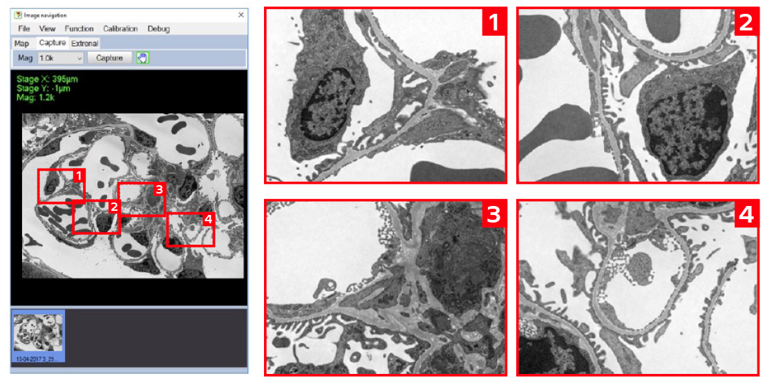 The HT7800: A Versatile Transmission Electron Microscope