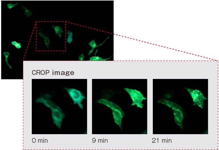 NanoLuc fusion protein ARRB2 and Venus fusion protein V2R are nearby and BRET is occurring. Overall image in the field of view(Objective: 20×; Exposure Time: 30sec; Binning: 4 × 4).