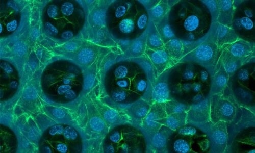 Quantum X Bio