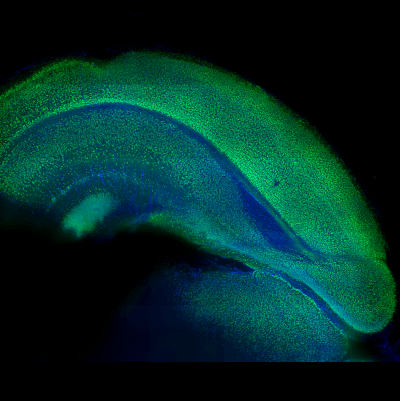 Visikol® HISTO™