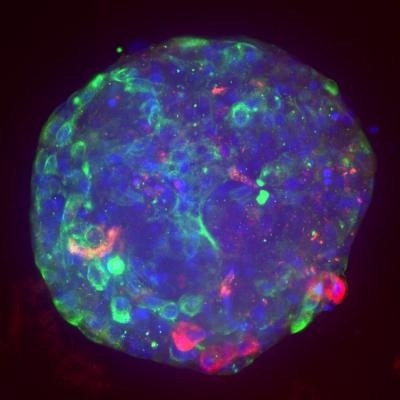 Visikol® HISTO-M™