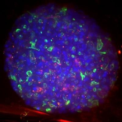 Visikol® HISTO-M™