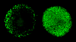 Visikol® HISTO-M™