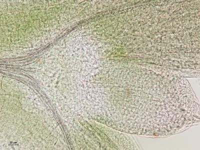 Visikol® for Plant Biology™