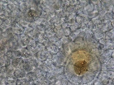 Visikol® for Plant Biology™