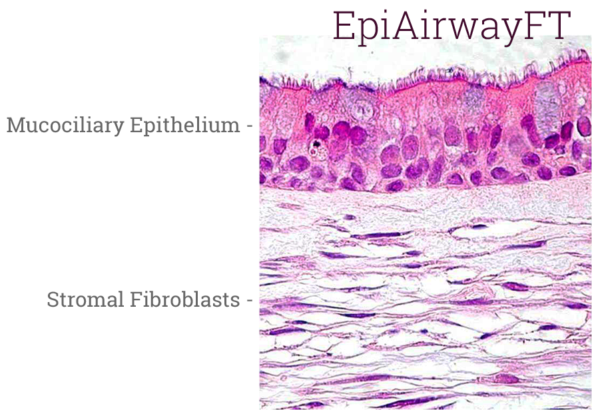 EpiAirway™