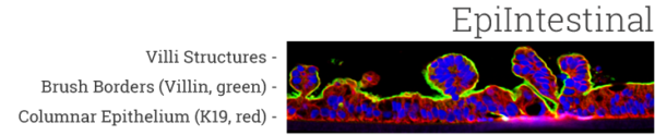 EpiIntestinal™