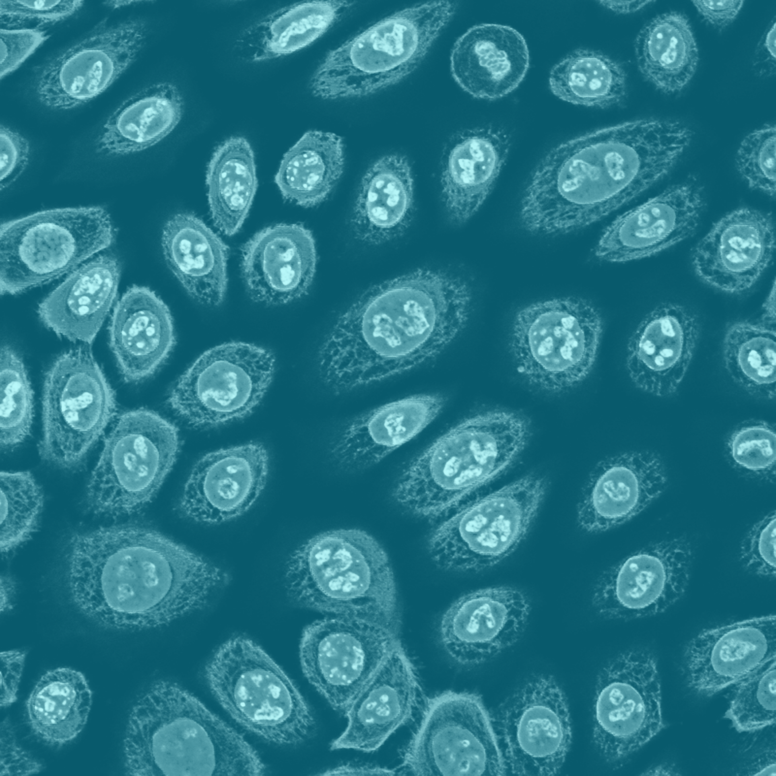 Normal Human Epidermal Keratinocytes