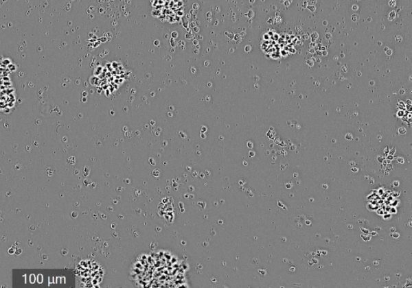 CELLCYTE X™