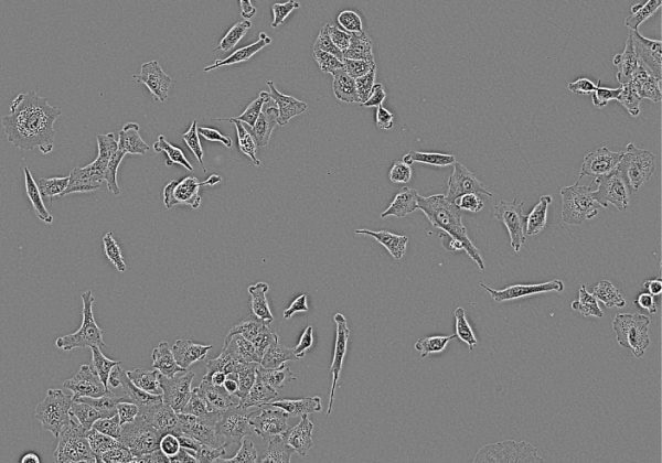 CELLCYTE X™