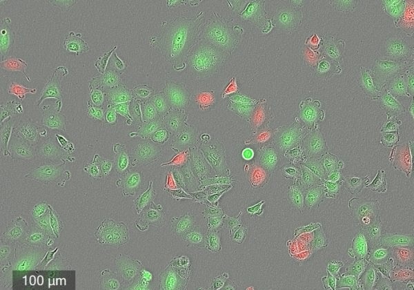 CELLCYTE X™