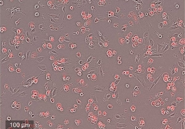 CELLCYTE X™