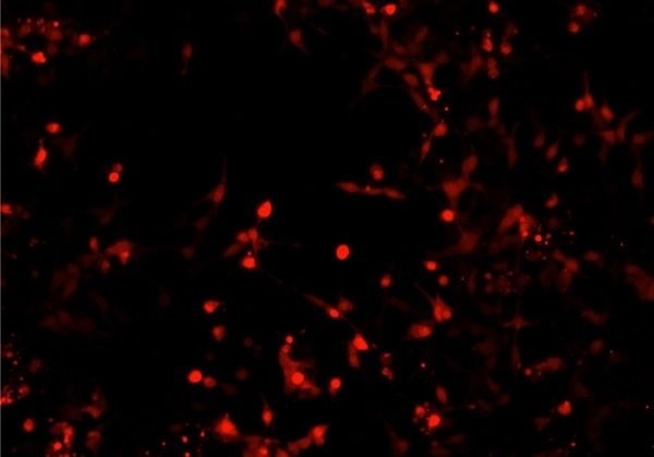 CELLCYTE X™