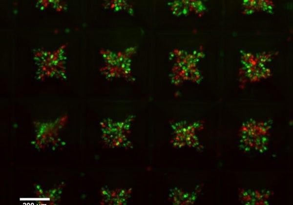 CELLCYTE X™