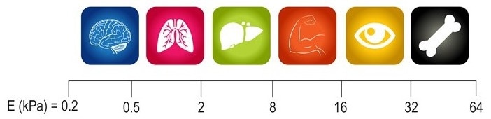 CytoSoft® Discovery Kit
