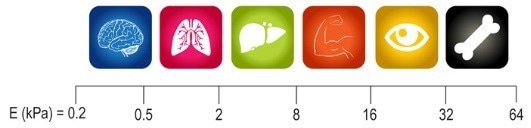 CytoSoft® Imaging 24-well Plate