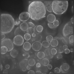 High-throughput ImageXpress Confocal HT.ai High-Content Imaging System