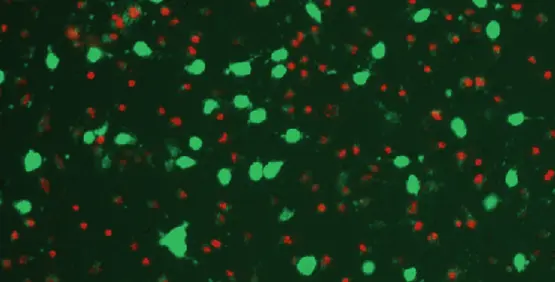 Apoptosis Analysis