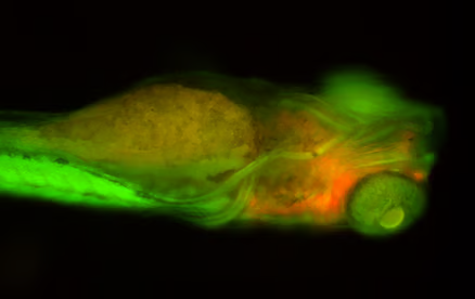 PLF Fluotars are powerful universal objectives with outstanding chromatic correlation for at least three wavelengths which makes them suitable for fluorescence imaging. Field planarity (PL) is computed for a 25 mm field of view. They are made of special glass to enable maximum transmission. This makes them powerful photon collectors in fluorescence microscopy