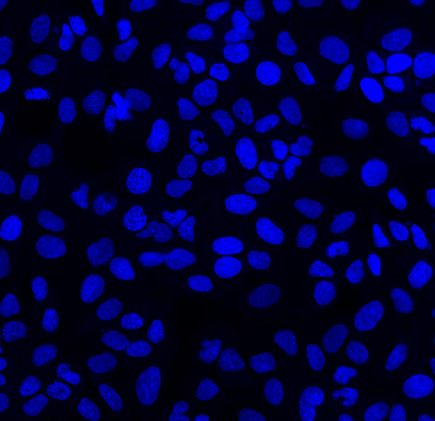 DAPI - 20X U2OS cells with Hoechst stained nuclei