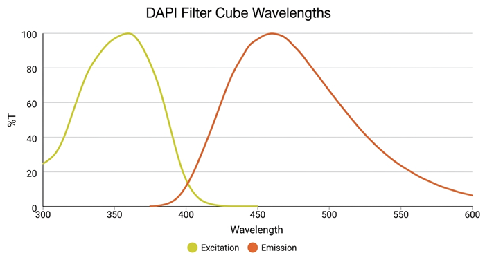 Graph showing the excitation and emission when using DAPI Filter Cubes
