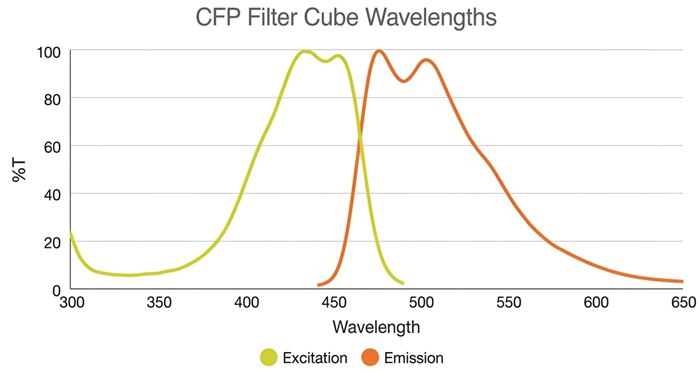 Graph showing the excitation and emission when using CFP Filter Cubes