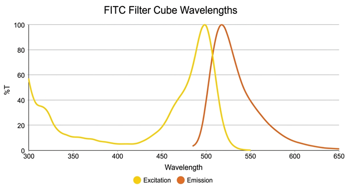 Graph showing the excitation and emission when using FITC Filter Cubes