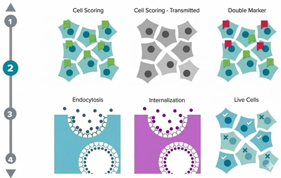 Achieving Rapid Analysis with the ImageXpress Pico Automated Cell Imaging System