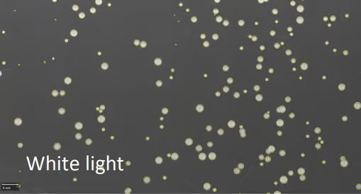 QPix Microbial Colony Pickers for Automated Microbial Screening