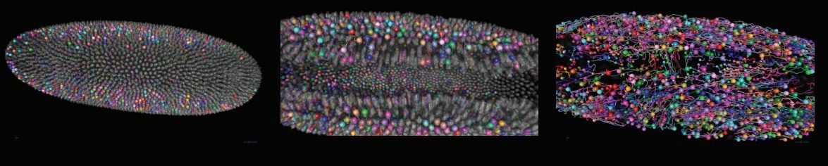 Luxendo MuVi SPIM—Light-Sheet Microscopy