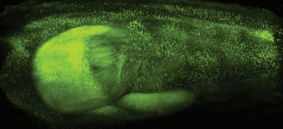 Luxendo MuVi SPIM—Light-Sheet Microscopy