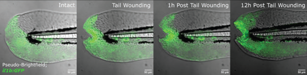 Timelapse of cytokine dynamics in a tail wound assay. Pseudo-Brightfield and il1b:GFP (green) merged. Captured every 5 minutes for 12 hours.