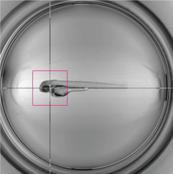 Red bounding box indicates field of view of a 10× objective used for subsequent high-resolution imaging.
