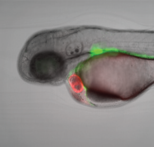Single Z-plane of a high-resolution dataset automatically acquired by the IM.
