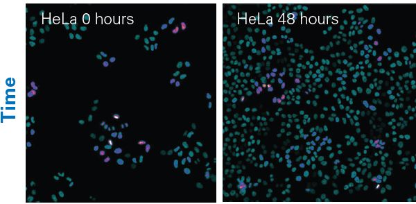 Automated timelapse microscopy: HeLa cells with H2B-mCherry imaged every 30 minutes for 48 hours.