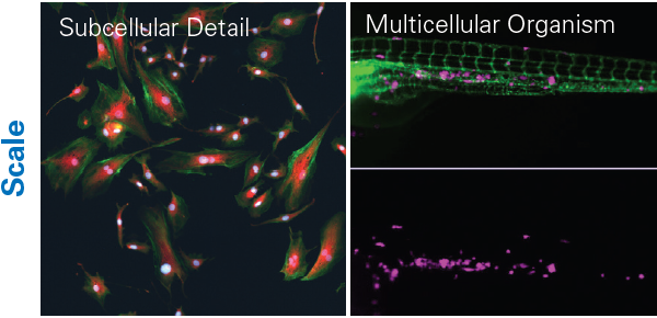 Screening workflows for various assay requirements: Cell culture (left) and a zebrafish xenograft assay (right).