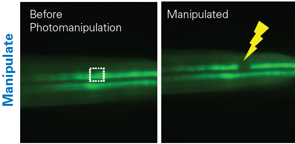 Automated photomanipulation: GFP-positive distal pronephros of a cdh17:egfp transgenic zebrafish with annotated region of interest (left) and after photodamaging (right).