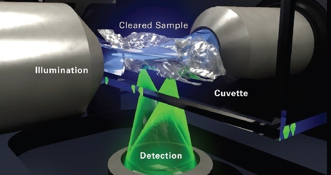 Rendering of sample cuvette in the LCS SPIM with a cleared mouse sample (blue shows illumination path, and green shows detection path).