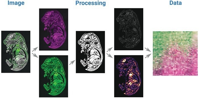 From Images to Knowledge: Acquifer HIVE allows big data image analysis. Original image courtesy of Montserrat Coll Lladó, European Molecular Biology Laboratory, Barcelona, Spain.