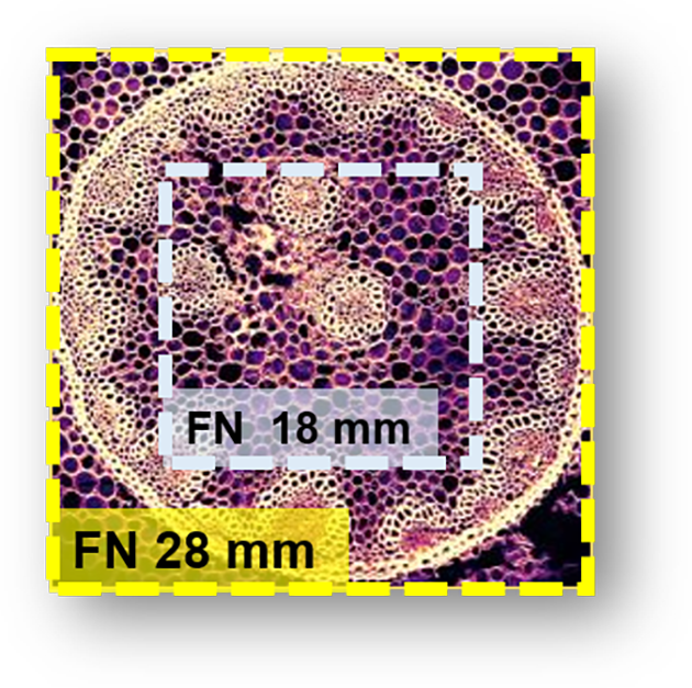 The field of view on the Ultima 2Pplus is FN 28 mm in comparison to the industry standard of FN 18 mm.